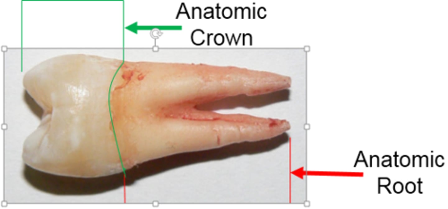 <p>portion of the tooth covered by cementum</p><p>-has cementum, dentin, pulp cavity</p>