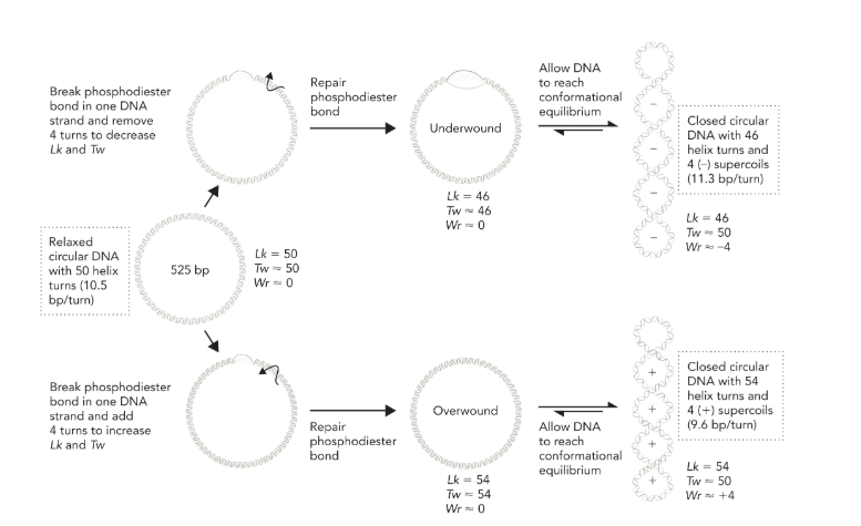 <ul><li><p>only twist and writhe change values, Lk doesn’t change unless the strand is cleaved and turns are removed or added</p></li><li><p>write changes with supercoiling</p><ul><li><p>removing turns = decreasing Lk = negative supercoils = twist increases and writhe is negative </p></li><li><p>adding turns = increasing Lk = positive supercoils = twist decreases and writhe is positive </p></li></ul></li><li><p>twist is just the number of turns</p></li></ul><p></p>
