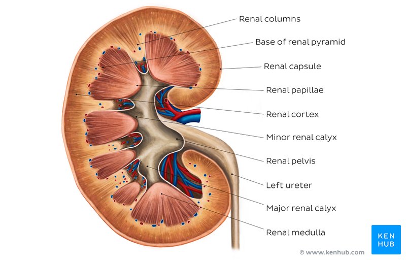 <p>divided into 6-19 renal pyramids separated by renal columns </p><ul><li><p>base of each pyramid at the apex(renal papilla) projections into renal sinus </p></li><li><p>at the renal papilla are calyces(singular calyx)= site of urine collection </p></li><li><p>urine moves from renal medulla→ minor calyx→ major calyx→ renal pelvis → ureter</p></li></ul><p></p>