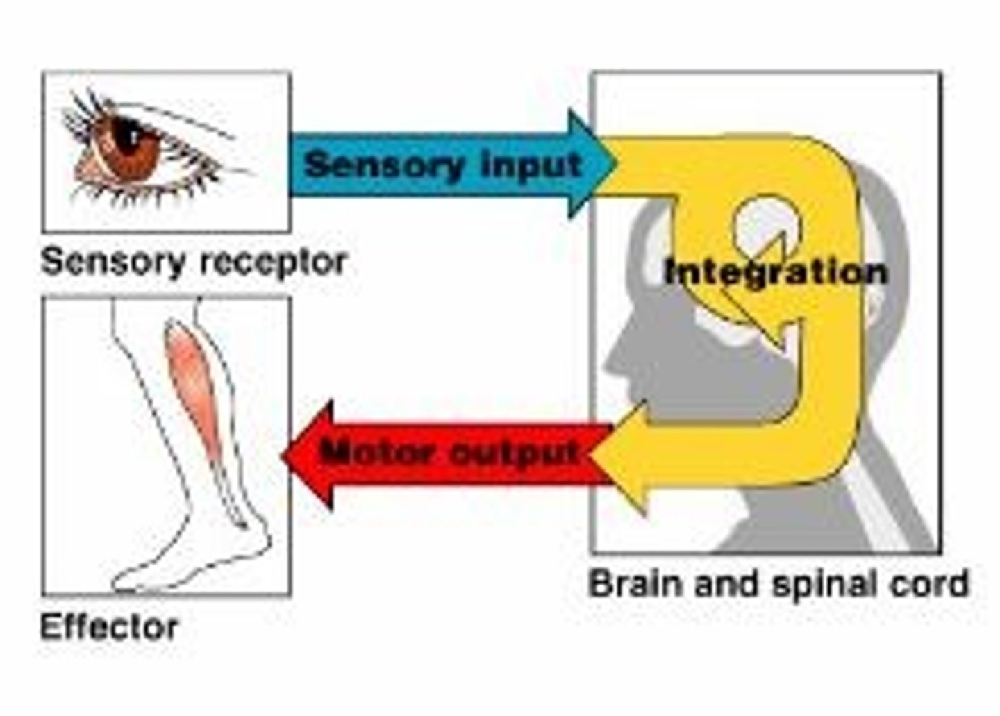 <p>Fast-acting control that uses electrical impulses to respond to stimuli and maintain homeostasis; responsible for every sensation, thought, action and emotion.</p>