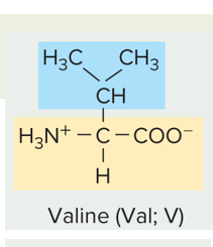 <p>is this amino acid side chain polar (charged or un-charged) or non polar</p>