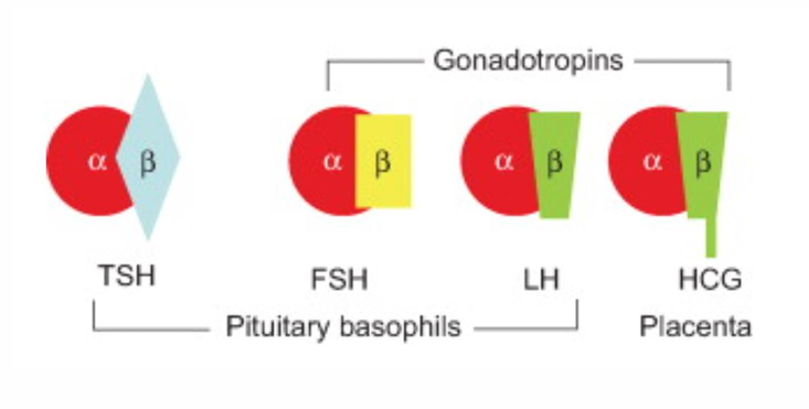 <p>-FSH, LH, HCG</p>