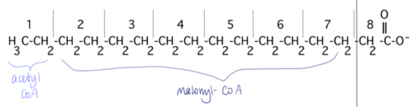<p>group 1 is from acetyl CoA, groups 2-8 are from malonyl CoA</p>