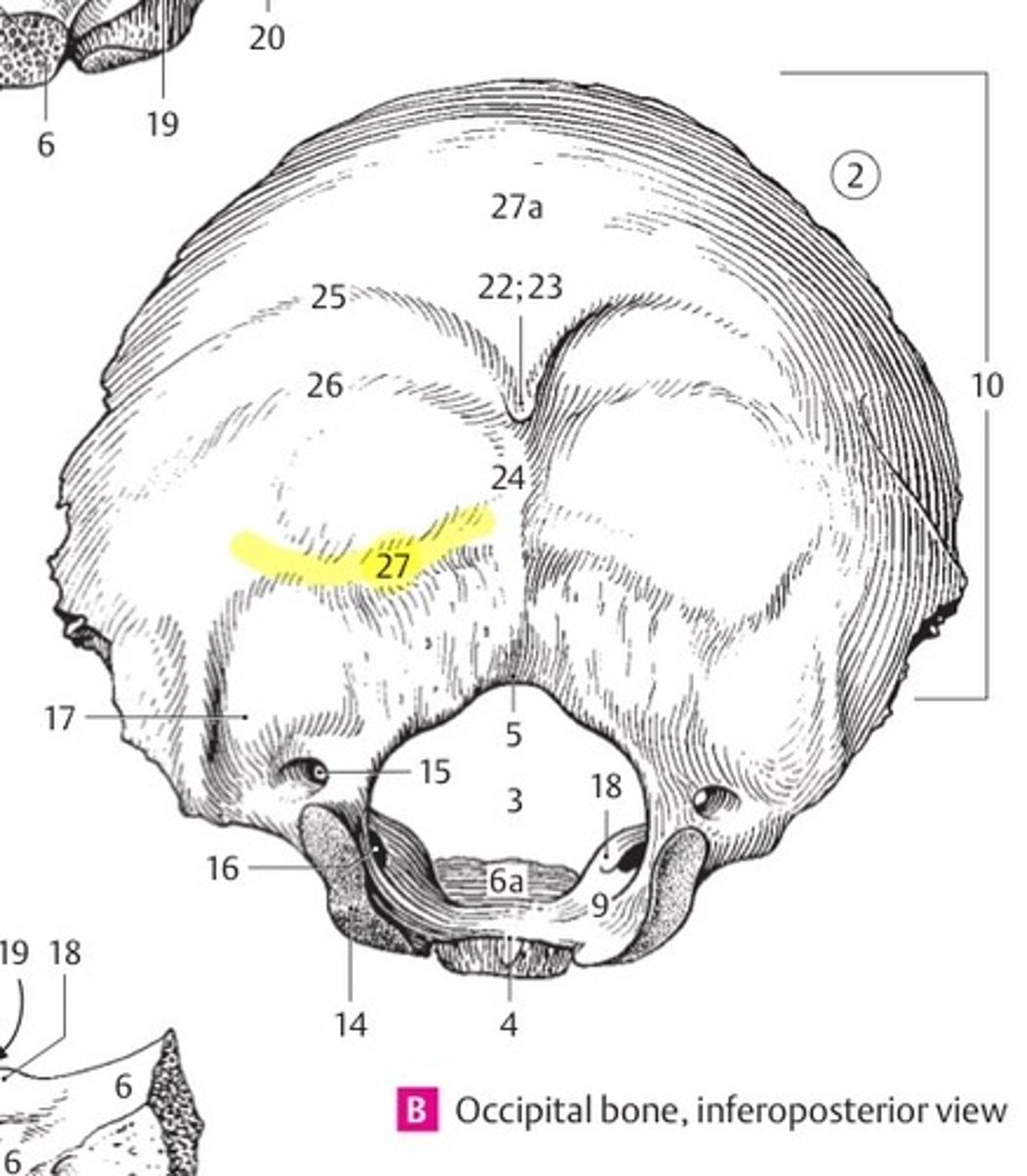 <p>wat is dit? (24, 25, 26 &amp; 27)</p>