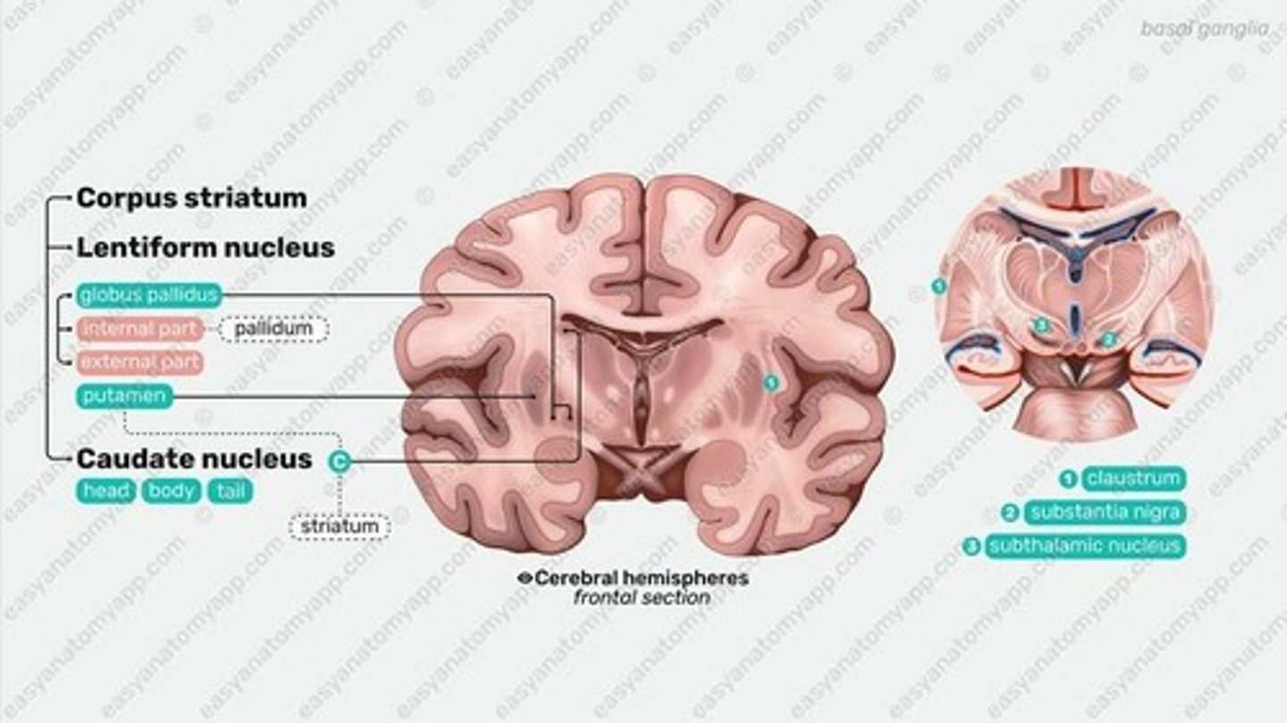 <p>Gray matter masses essential for motor control.</p>