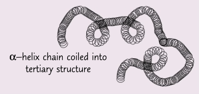 <p>extra bonds form between r groups on polypeptide chain given it a 3D shape</p>