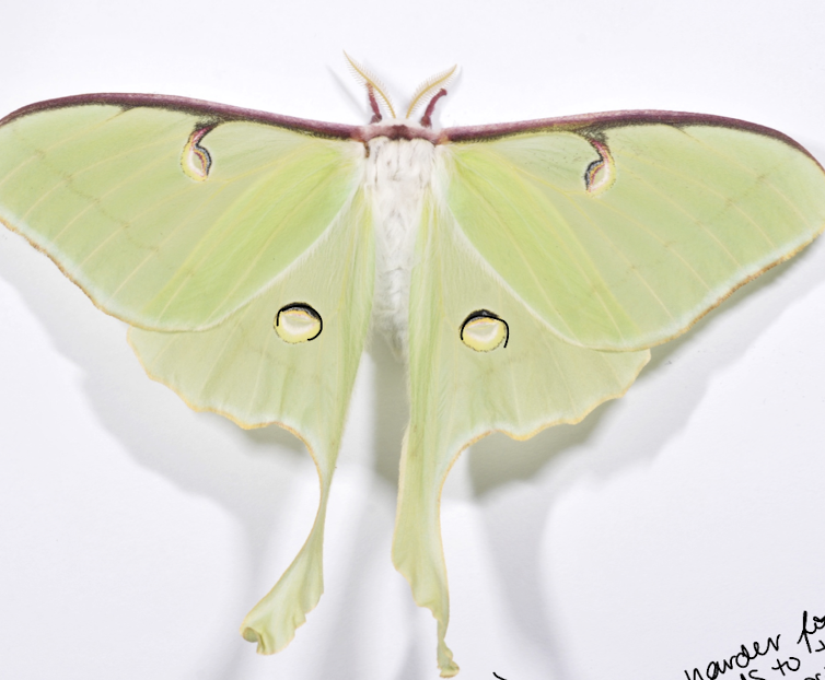 <p>recently entered ab from the east due to warming climate</p><p>potentially the long wings makes it harder for bats to track w echolocation?</p>