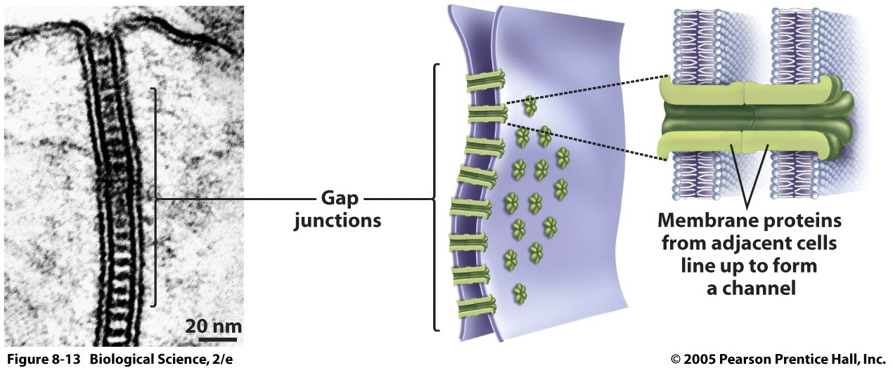 <p>What is the structure and functions of the 3 cell-cell junctions? Provide some examples for what situation and purpose these junctions would serve.</p><p></p>