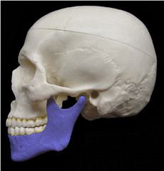 <p>lower jaw</p>