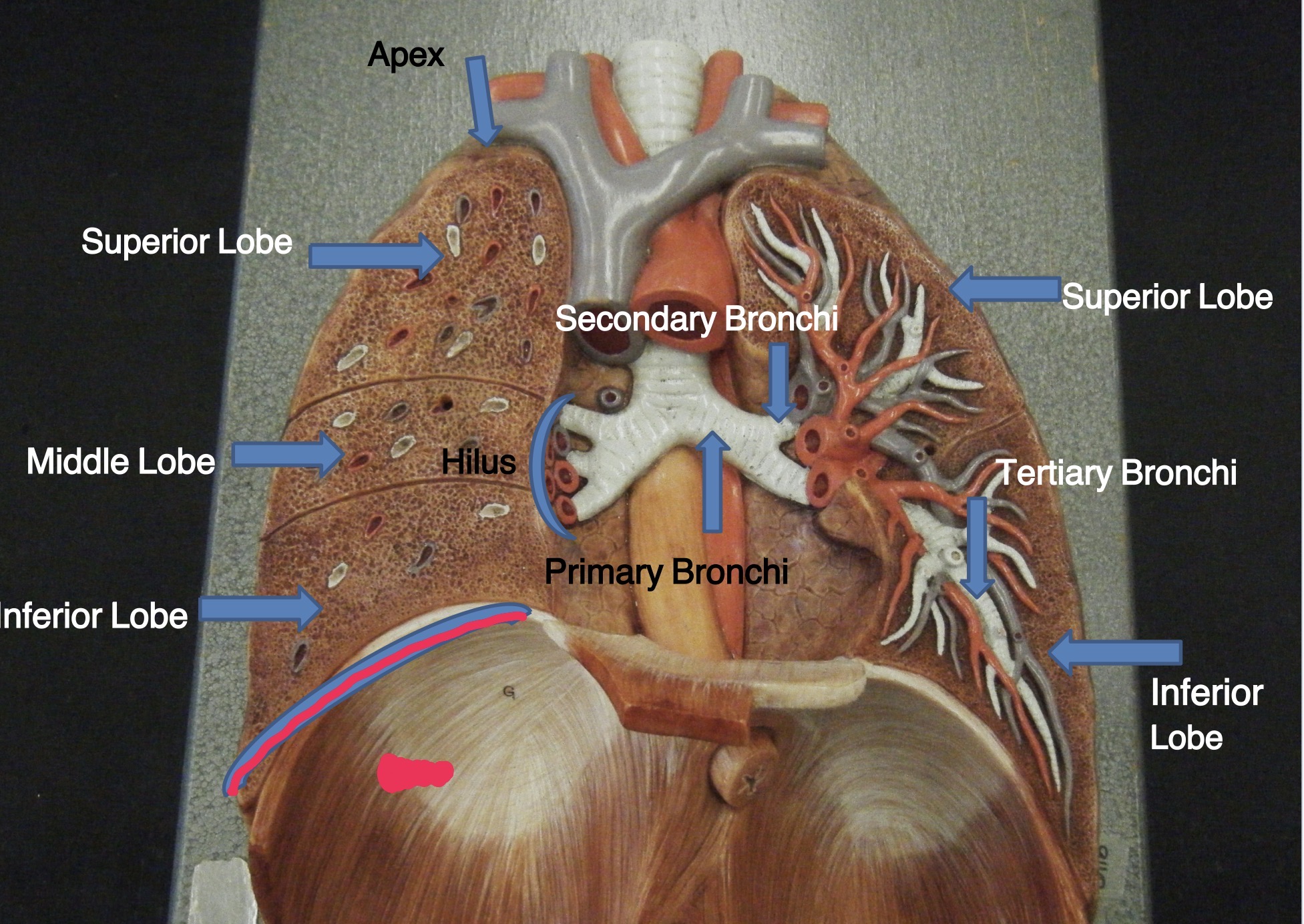 knowt flashcard image