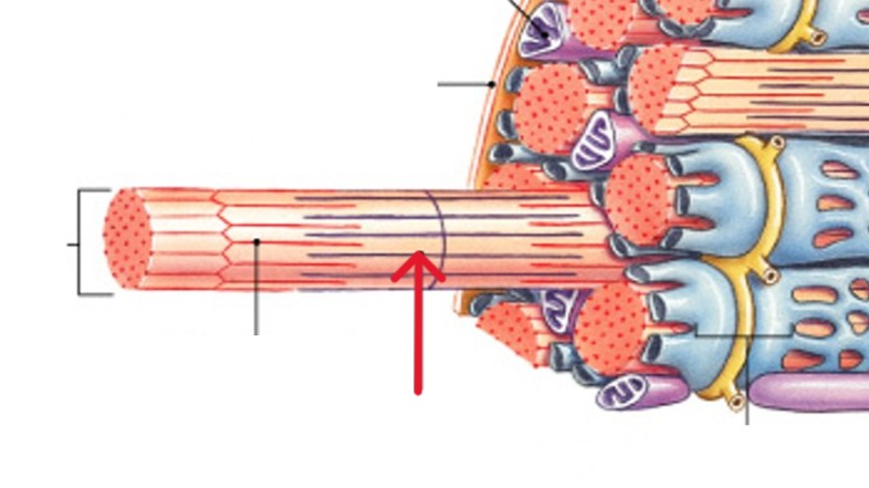 <p>Which type of myofilaments are made of the protein myosin?</p>