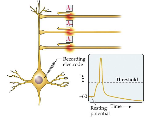 <p>summation of postsynaptic potentials from different synapses (different physical locations across the cell body) that overlap in time</p><ul><li><p>physically closer together --&gt; increased summation (and vice versa)</p></li></ul>