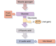 Respiration that does not require oxygen, produces lactic acid
