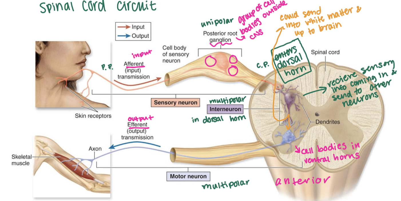 <p>unipolar neuron sends info from skin to dorsal horn, multipolar interneuron relays signal w/in sc, multipolar neuron leaves ventral horn and leads to muscle</p>