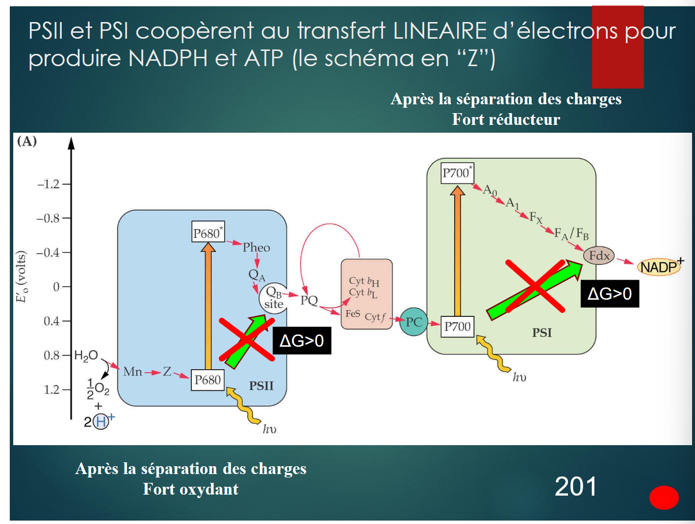 <p><span data-name="one" data-type="emoji">1⃣</span><strong> Photosystème II (PSII)</strong> </p><ul><li><p>Le PSII est activé par la lumière (λ = 680 nm), ce qui provoque l'excitation du complexe <strong>P680</strong> en <strong>P680</strong>*.</p></li><li><p>Cette excitation permet un <strong>transfert d'électrons</strong> vers l'accepteur primaire <strong>Phéophytine (Pheo)</strong>.</p></li><li><p>Les électrons sont ensuite transférés vers :</p><ul><li><p><strong>QA</strong> </p></li><li><p><strong>QB</strong> </p></li><li><p>puis <strong>plastoquinone (PQ)</strong>.</p><p></p></li></ul></li></ul><p><span data-name="two" data-type="emoji">2⃣</span><strong> Oxydation de l'eau </strong></p><ul><li><p>Pour compenser les électrons perdus, le PSII utilise un complexe enzymatique appelé <strong>OEC </strong>qui oxyde l'eau :</p><p>2H2O→ 4H+ + O2 +4e−</p></li><li><p>Cette réaction libère des protons (<em>H⁺</em>) dans le lumen du thylakoïde et de l'oxygène (<em>O₂</em>) dans l'atmosphère.</p></li></ul><p></p><p><span data-name="three" data-type="emoji">3⃣</span><strong> Transfert à travers le Cytochrome b6f</strong> </p><ul><li><p>Les électrons récupérés par <strong>PQ</strong> sont transférés au <strong>Cytochrome b6f</strong>.</p></li><li><p>Lors de ce transfert, des protons (<em>H⁺</em>) sont également pompés dans le lumen, créant un gradient de protons indispensable pour la synthèse d'ATP.</p></li></ul><p></p><p><span data-name="four" data-type="emoji">4⃣</span><strong> Photosystème I (PSI)</strong> </p><ul><li><p>Les électrons arrivent au <strong>Plastocyanine (PC)</strong>, qui les transfère au <strong>PSI</strong>.</p></li><li><p>Le PSI est excité par la lumière (λ = 700 nm) : le <strong>P700</strong> est oxydé en <strong>P700+</strong>, ce qui libère un électron à un niveau d'énergie plus élevé.</p></li><li><p>Les électrons sont ensuite transférés à travers une chaîne de transport jusqu’à la féderoxyne Fd</p></li></ul><p></p><p><span data-name="five" data-type="emoji">5⃣</span><strong> Réduction du NADP⁺ en NADPH</strong> </p><ul><li><p>Les électrons qui ont traversé le PSI sont finalement utilisés pour réduire le <strong>NADP⁺</strong> en <strong>NADPH</strong> grâce à l'enzyme <strong>Ferrédoxine-NADP⁺ réductase (FNR)</strong> </p></li></ul><p></p>