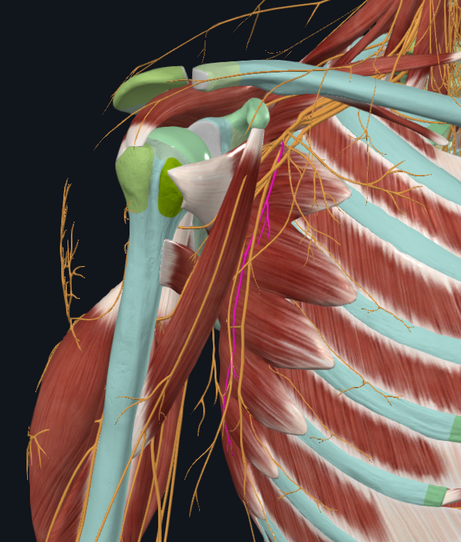 <p>What nerve is this</p>