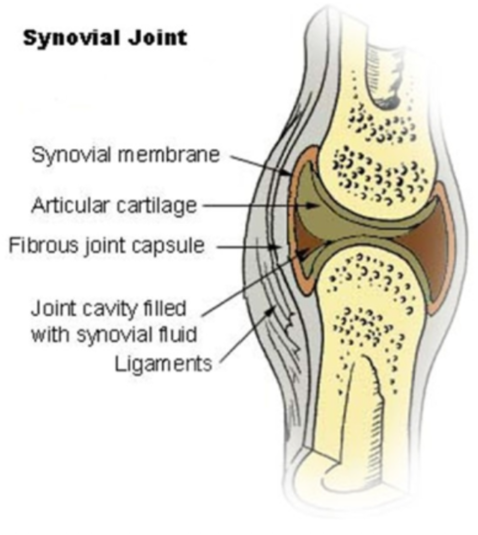 <ul><li><p>Fibrous</p><ul><li><p>immovable or slightly movable</p></li><li><p>held tgt by <u>fibrous connective tissue</u> (ex: skull)</p></li></ul></li><li><p>Cartilaginous</p><ul><li><p>immovable or slightly movable</p></li><li><p>held tgt by <u>cartilage</u> (ex: ribs)</p></li></ul></li><li><p>Synovial <sub><sup>(see pic)</sup></sub></p><ul><li><p>highly movable</p></li><li><p>joint capsule at ends of bones contains <u>synovial fluid</u> for frictionless movement (ex: knee)</p></li><li><p>synovial membrane and articular cartilage line the joint cavity</p></li></ul></li></ul><p></p>