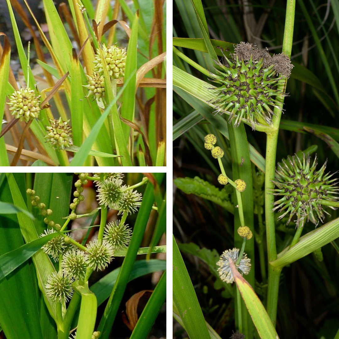 <p>Bur-reed</p>