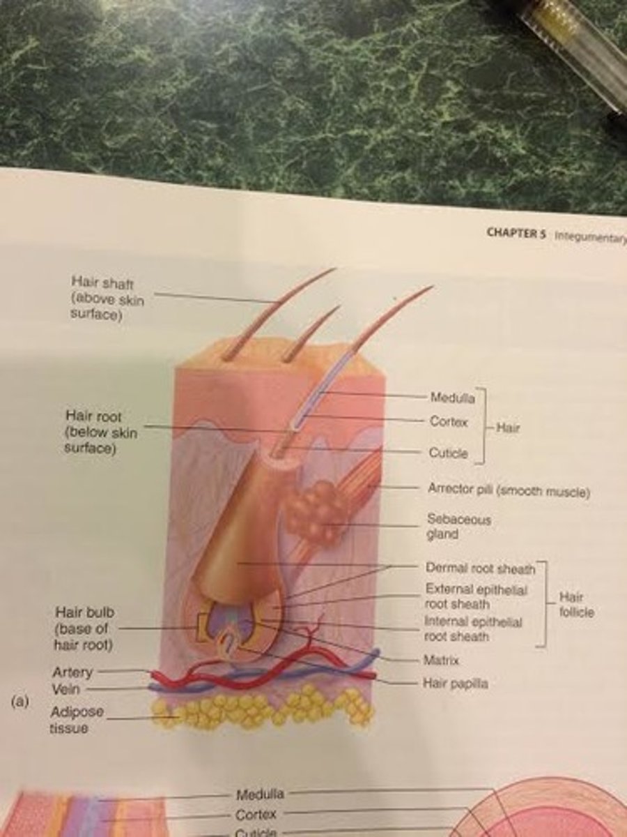 <p>causes hair to "stand on end" and produce "goosebumps"</p><p>-contraction of the arrector pili muscles, are smooth muscles***** do not have control/ involuntary</p><p>-associated with each hair follicle</p><p>-extend from the dermal root sheath of the hair follicle to the papillary layer of the dermis</p><p>originally used as a protective precaution (makes you appear bigger) but does not have much function now-- like a mad cat</p>