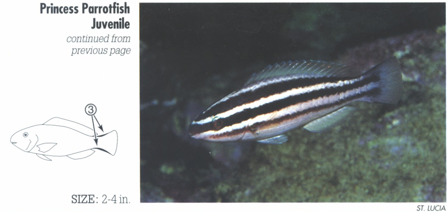 <p><span>JP: 3. Border of tail dark. (Similar Striped Parrotfish, <em>S. iserti</em>, distinguished by lack of marking on border of tail.</span></p>