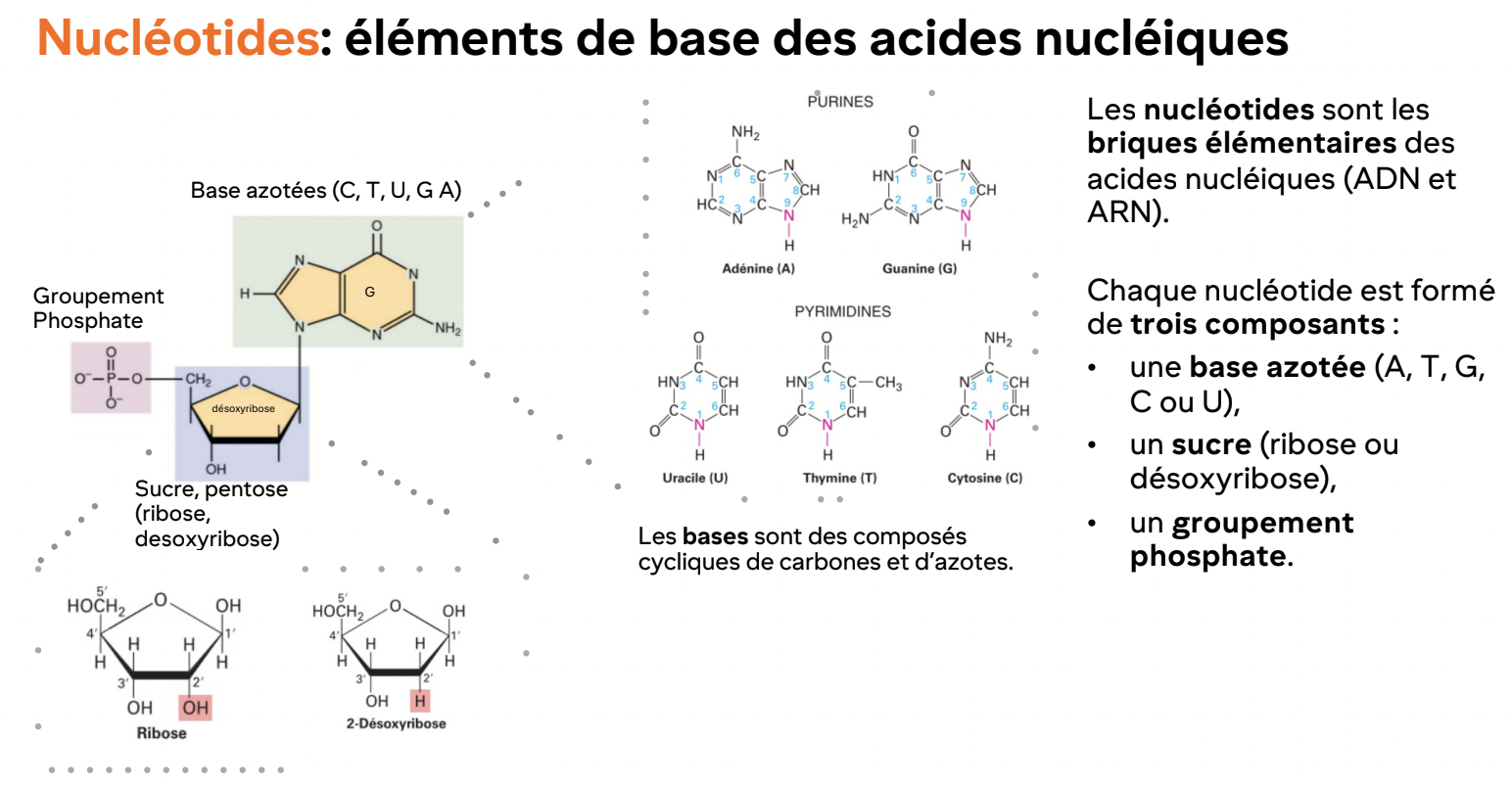 <ol><li><p>Base azotée (A, T/U, G, C)</p></li><li><p>Pentose (ribose ou déoxyribose)</p></li><li><p>Groupement phosphate&nbsp;</p></li></ol><p></p>