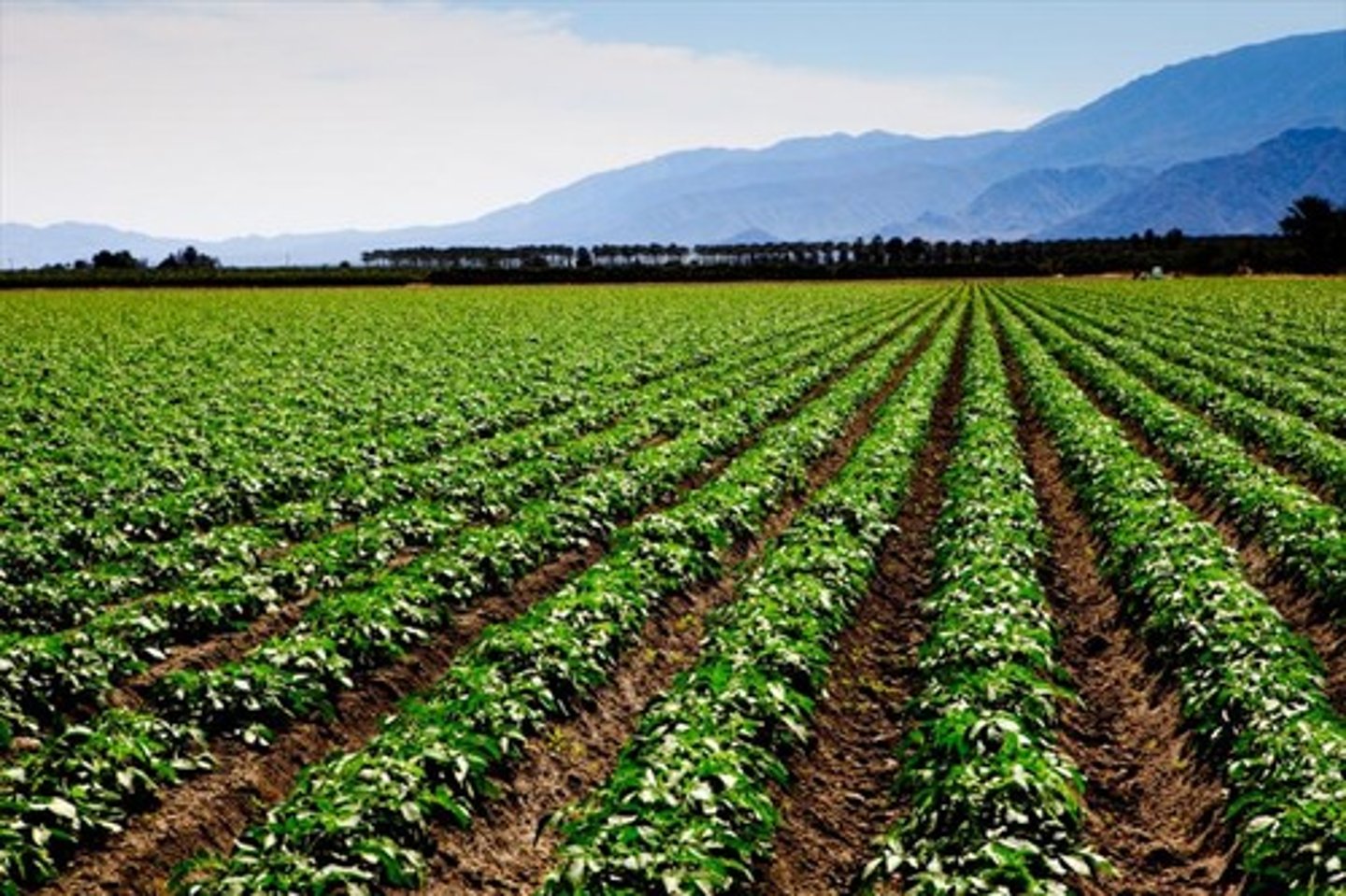 <p>fit for growing crops</p>