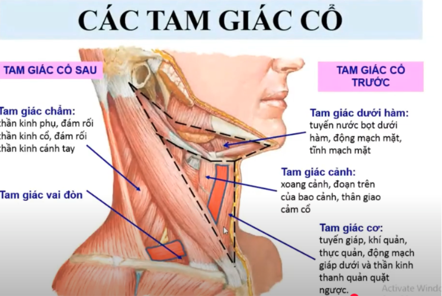 <p>Tam giác dưới hàm có những chi tiết nào ? </p>