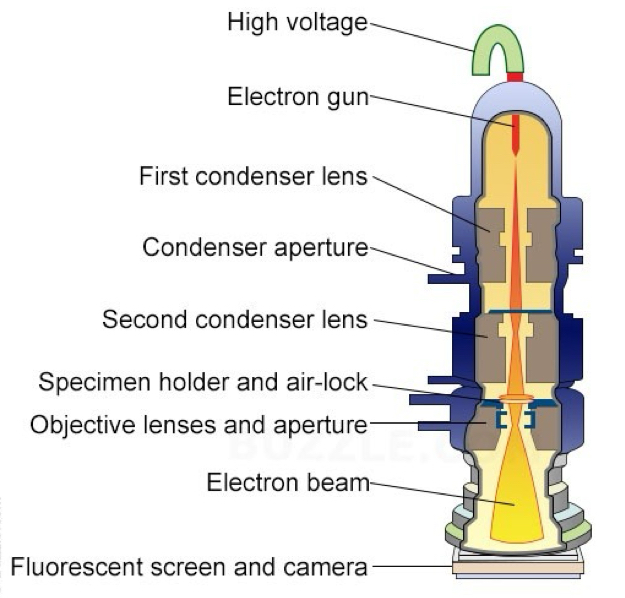 <ul><li><p>Fixed, dehydrated specimens are embedded in a resin, hardened, sectioned, stained with heavy metals such uranium and lead, and inserted into electron column</p></li><li><p>The electron beam is absorbed or deflected by the heavy metal stains and shadows are cast onto film or a phosphorescent plate (image is a shadow) at the bottom of the column</p></li><li><p>Features:</p><ul><li><p>2D image</p></li><li><p>reveals internal structure</p></li><li><p>high resolution, high magnification</p></li><li><p>electron beam is focused by magnetic field</p></li></ul></li></ul><p></p>