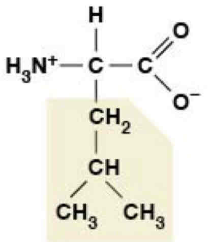<p>Nonpolar (Hydrophobic)</p>