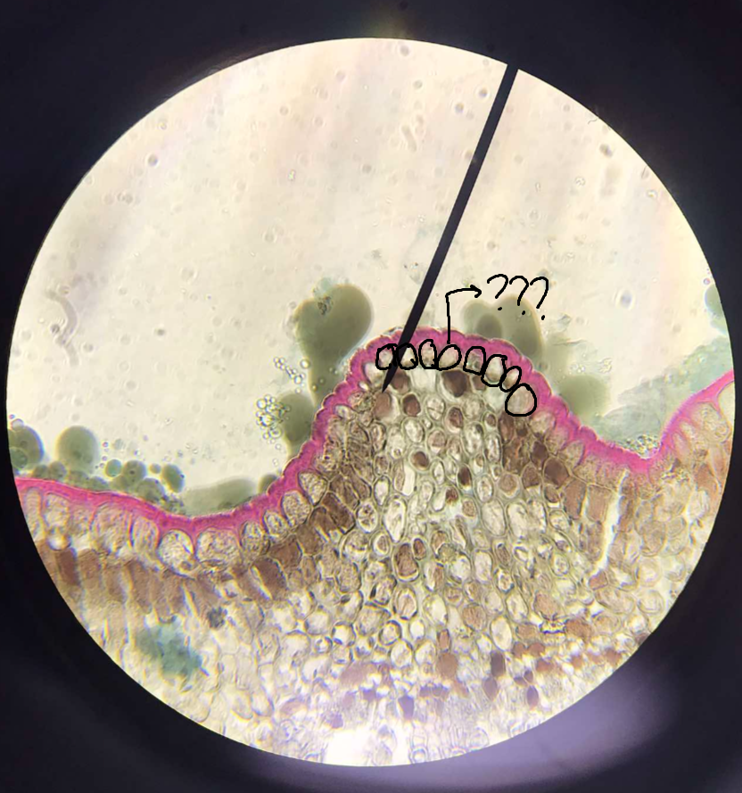 <p>cells that lie between the more specialized cells of the epidermis</p>