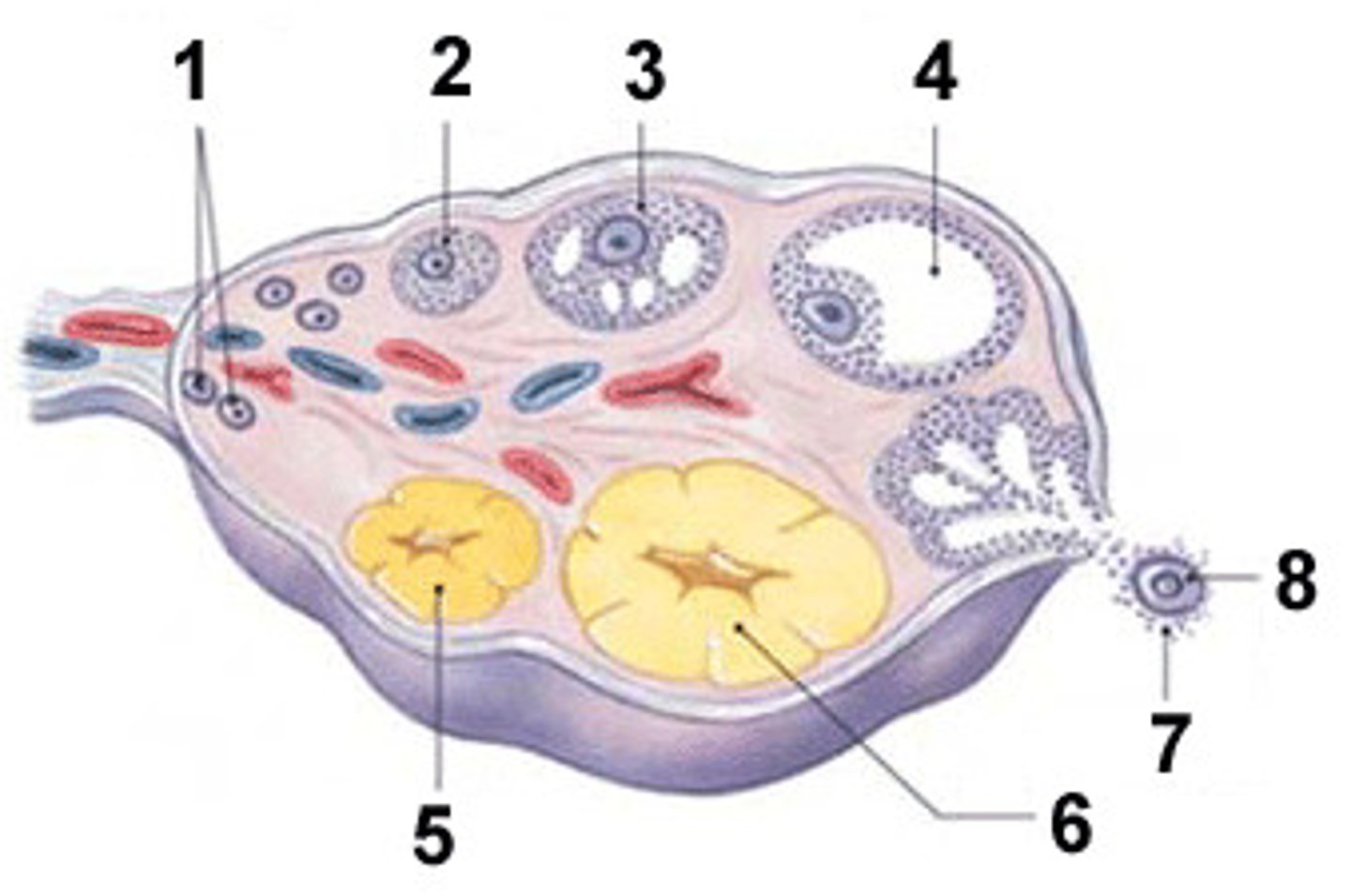 <p>Estrogen, progesterone, inhibin, and small amounts of androgen.</p>