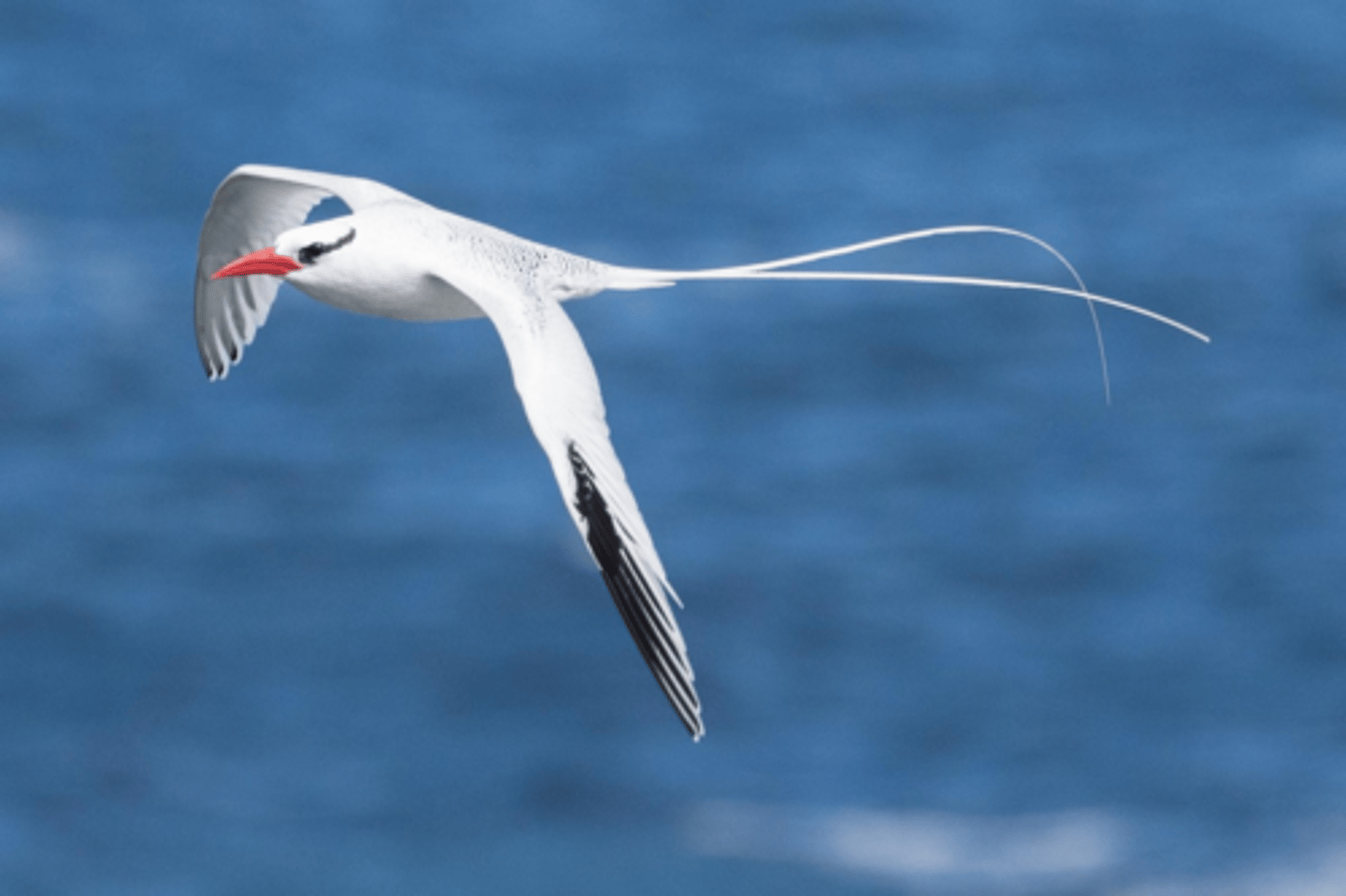 <p>Red-billed Tropicbird </p>