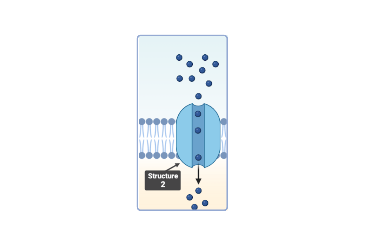 <p>Which statement(s) accurately describe <strong>Structure 2</strong>? Select <strong>all</strong> that apply.</p><ul><li><p><span>a. This structure is a phospholipid.</span></p><p></p></li><li><p><span>b. This structure is a phospholipid bilayer.</span></p><p></p></li><li><p><span>c. This structure is a protein. &nbsp;</span></p><p></p></li><li><p><span>d. This structure is a channel protein. &nbsp;</span></p><p></p></li><li><p><span>e. This structure is a carrier protein.</span></p></li></ul><p></p>
