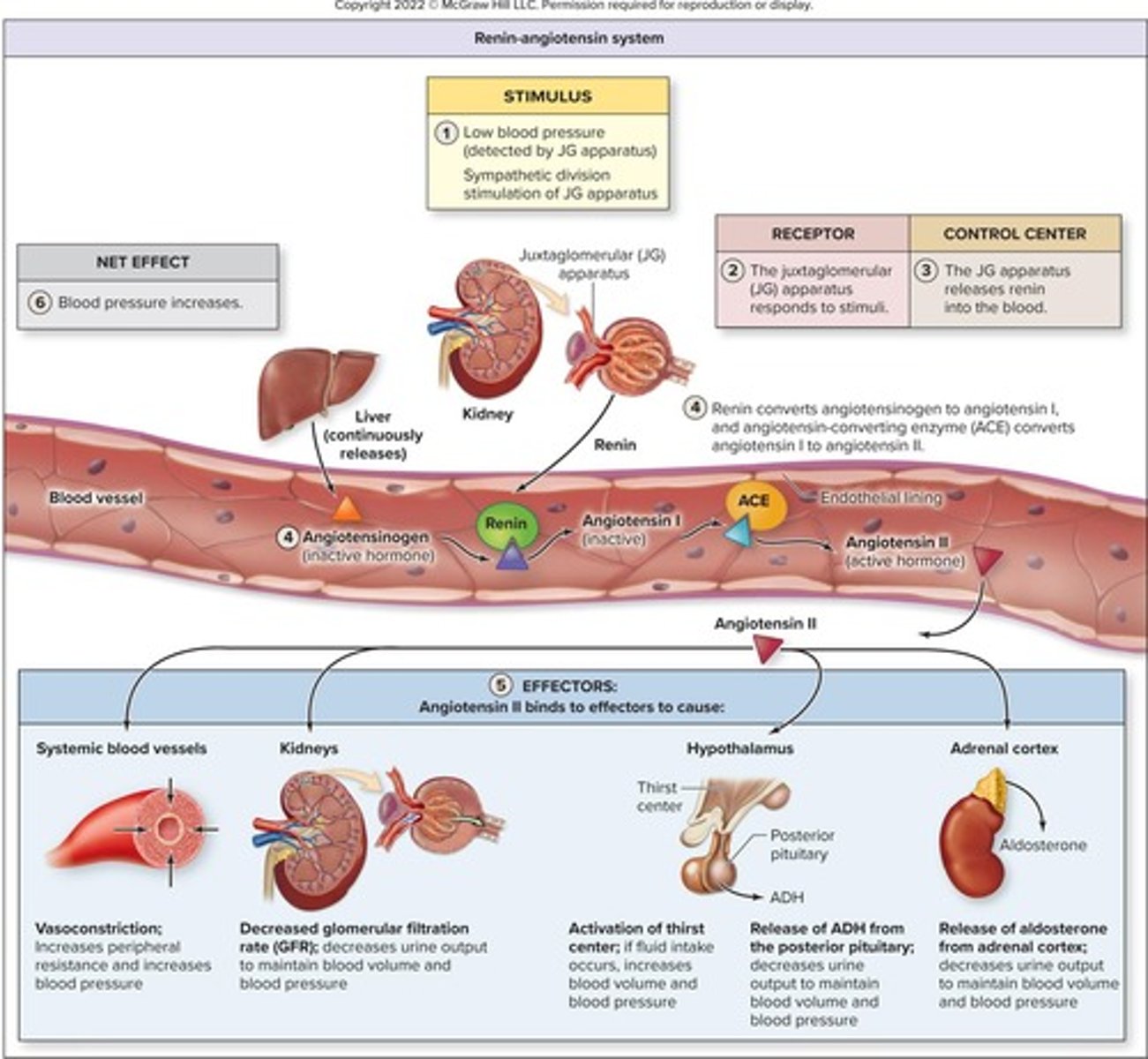 <p>Enzyme released by kidneys to regulate blood pressure.</p>