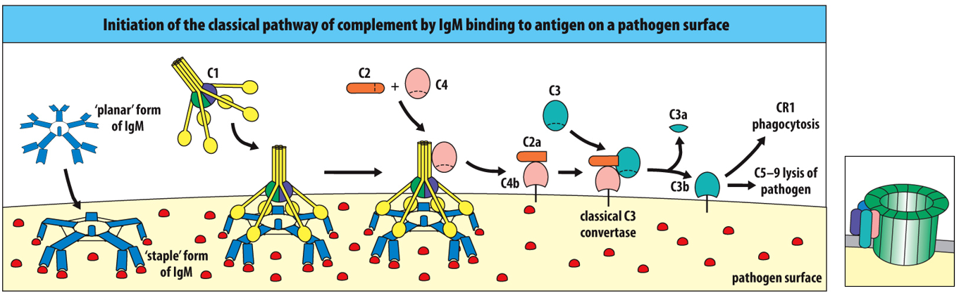<p><span>C5-C9 (polymerization of 18 C9 molecules</span></p>