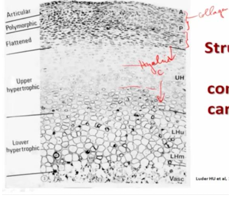 <p>-articular surface formed by collagen</p><p>-underneath are proliferative cells (located at surface of cartilage, not within the cartilage itself)</p><p>-no column formation in hyaline cartilage</p><p>-cells hypertrophy below hyaline cartilage</p>