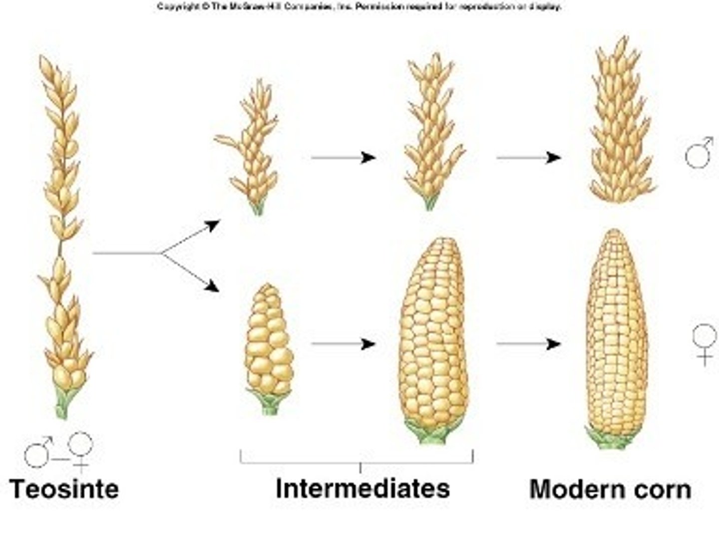 <p>artificial selection and directional selection</p>