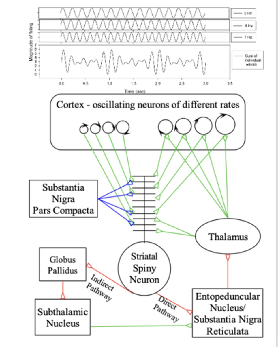 <p>- bi-stable membrane potential in Striatal spiny neurons</p><p>- 10,000 - 30,000 separate cortical inputs</p><p>- DA-mediated LTP/LTD</p><p>- striatal neurons can function as “perceptrons” - <span style="text-decoration:underline">encode sensory response characteristics</span></p><p>- Beiser and Houk (1998) proposed that this circuit could mediate sequential behaviors</p>