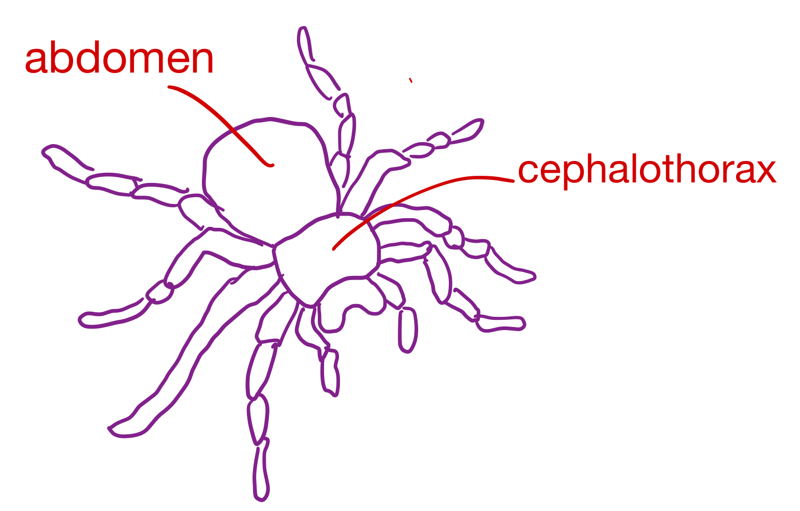 <p>Grouping: Protostome</p><p>Grouping: Ecdysozoa</p><p>Phylum: Arthropoda</p><p>Subphylum: Chelicerata</p>