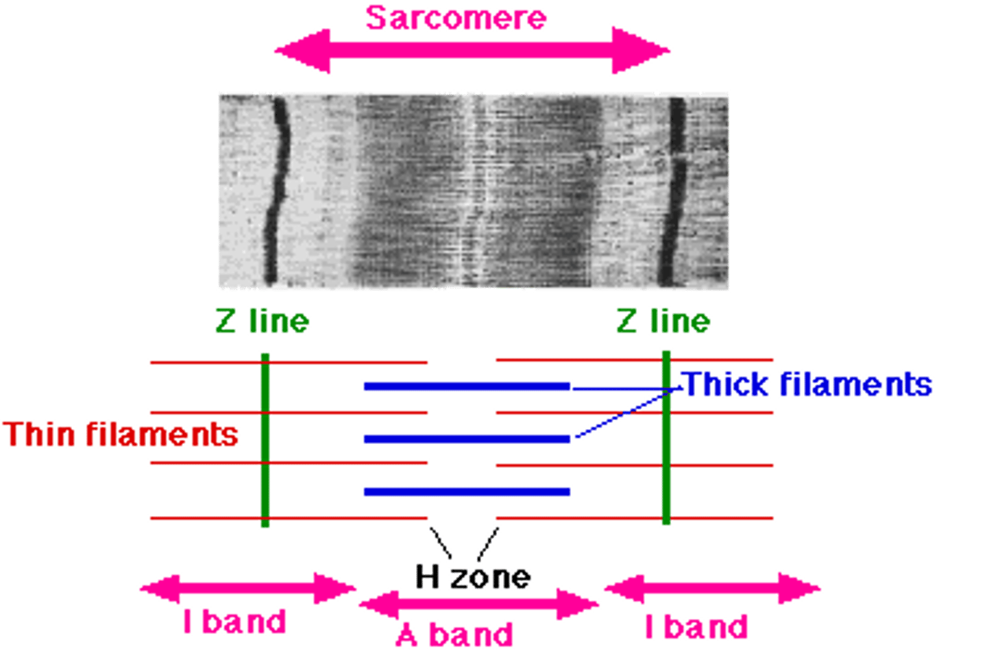 <p>Goes from one Z-disc to another Z-disc, which consist of:</p><p>- A Band</p><p>- H Band</p><p>- M-Line within</p>