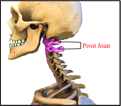 <p>synovial joint that allows rotation</p>