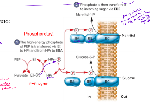<p>Describe siderophores</p>