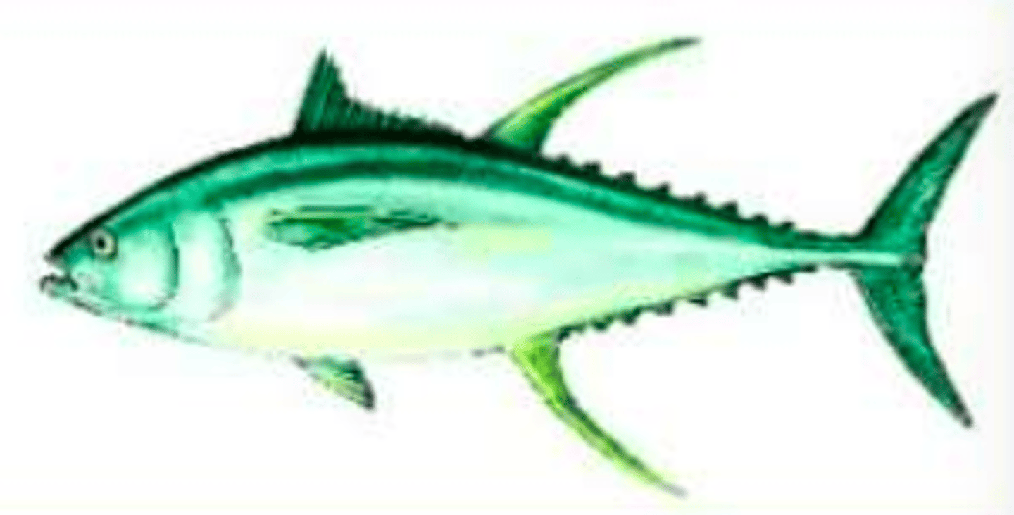 <p>tapers both anteriorly and posteriorly from a middle maximum; streamlined with pointed ends; helps to lower frictional resistance and allows them to move through the water extremely fast</p>