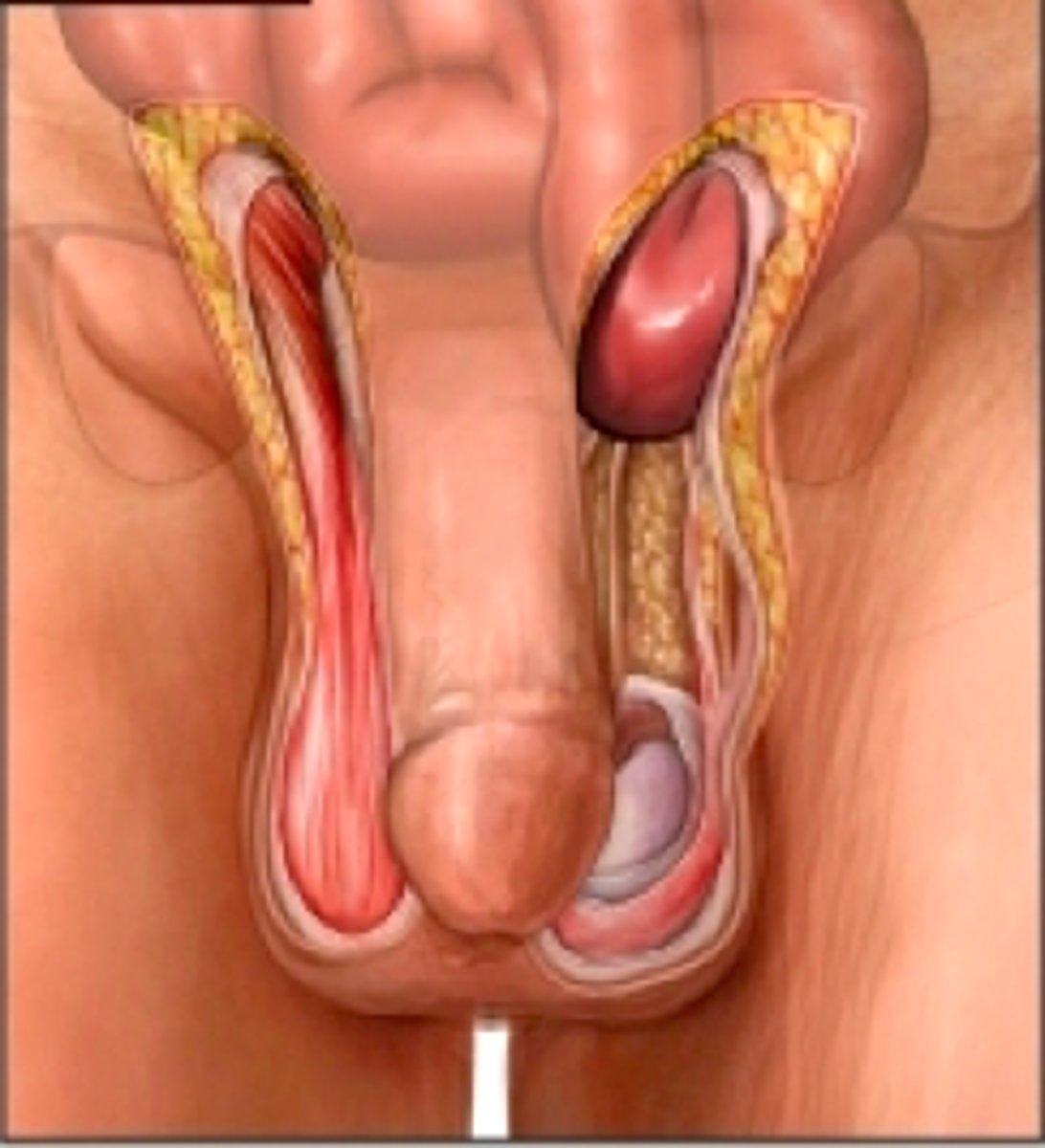 <p>the intestine can bulge through causing a hernia</p><p>*this is most frequent site for hernias in males</p>
