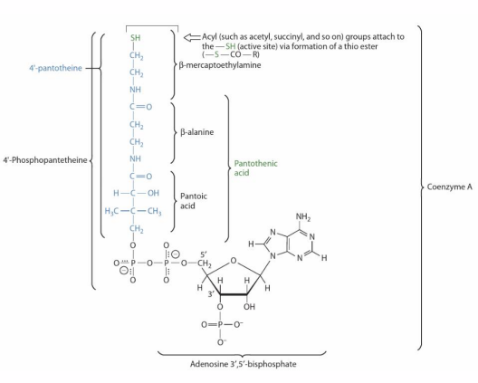 <p>Pantothenic Acid (Vitamin B5) Sources</p>