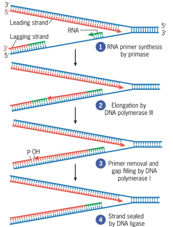 <ul><li><p>involved in DNA repair</p></li><li><p>removes RNA primers at 5′ end of Okazaki fragments during replication and replaces with DNA</p></li><li><p>maximizes fidelity of DNA replication</p></li><li><p>5′ → 3′ and 3′ → 5′ exonucleases</p></li><li><p>polymerase activity simultaneously fills gap with deoxyribonucleotides</p></li><li><p>uses DNA ligase to seal gaps between fragments</p></li></ul><p></p>