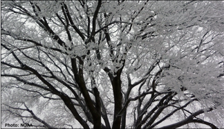 <p>Freezing Fog</p>