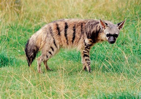 <p>Vic Falls, Chobe NP, Okavango Delta, Bagani, Grootfontein, Etosha NP, Spitzkoppe, Sesriem, Bethanie, Fish River Canyon, Orange river, Western Cape, Cape Town, Kruger NP</p>