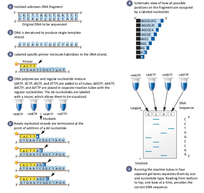 <ul><li><p>Take fragment you want to sequence, add in DNA polymerase and 4 dNTPs. Add radioactive ddNTP in 1 of 4  reactions. ddNTP will stop reaction. (Sanger method)</p></li><li><p>Good for short sequences but has a variety of problems </p></li></ul><p></p>
