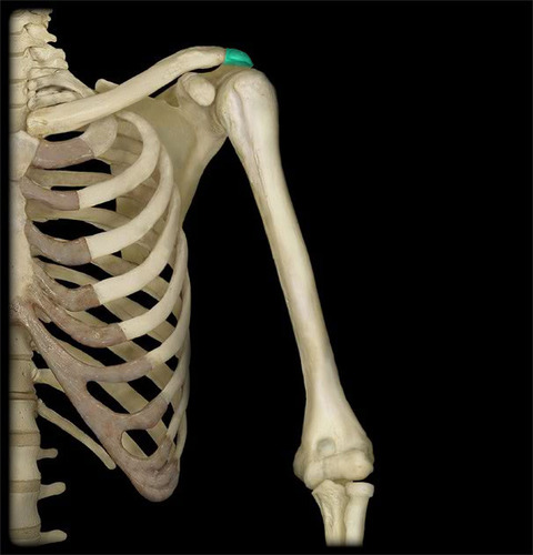 label the bones and features of the pectoral girdle:
___________ process